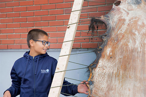 Student with scraped buffalo hide